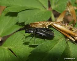 Attēlu rezultāti vaicājumam “Ectinus aterrimus”