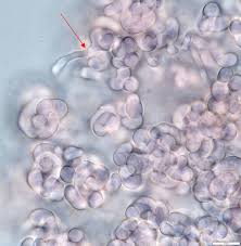 Attēlu rezultāti vaicājumam “Illosporiopsis christiansenii”