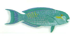 Image result for Chlorurus gibbus