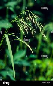 Attēlu rezultāti vaicājumam “Festuca gigantea”