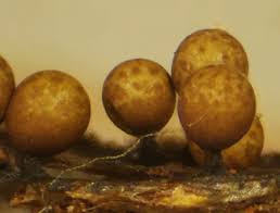 Attēlu rezultāti vaicājumam “Trichia erecta”