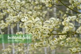 Attēlu rezultāti vaicājumam “Salix caprea”