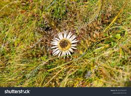 Image result for Silberdistel
