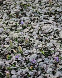 Image result for Ajuga reptans