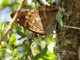 Attēlu rezultāti vaicājumam “Apatura ilia female”