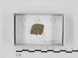 Attēlu rezultāti vaicājumam “Craterium aureum”