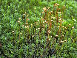 Attēlu rezultāti vaicājumam “Polytrichum commune”