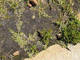 Attēlu rezultāti vaicājumam “Bryum funkii cells”