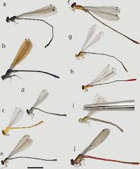 Attēlu rezultāti vaicājumam “Coenagrionidae”