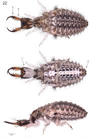 Attēlu rezultāti vaicājumam “Myrmeleontidae imago”