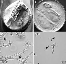 Attēlu rezultāti vaicājumam “Ceriporia”