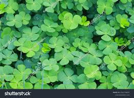 Attēlu rezultāti vaicājumam “Trifolium fragiferum leaf”