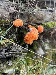 Attēlu rezultāti vaicājumam “Tubifera ferruginosa subsp. acutissima spores”