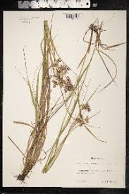 Attēlu rezultāti vaicājumam “Luzula luzuloides fruit”