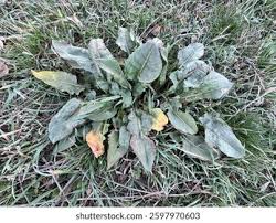 Attēlu rezultāti vaicājumam “Rumex acetosa leaf”