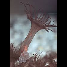 Attēlu rezultāti vaicājumam “Anemone”