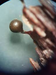 Attēlu rezultāti vaicājumam “Diderma rufostriatum young”