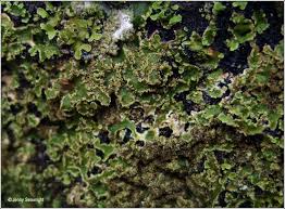 Attēlu rezultāti vaicājumam “Physconia enteroxantha”