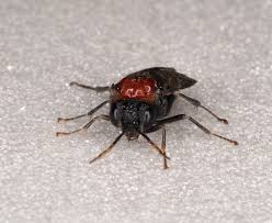 Attēlu rezultāti vaicājumam “Eriocampa ovata larva”