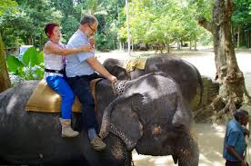 Image result for pinawella