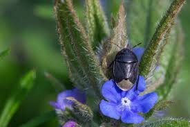 Attēlu rezultāti vaicājumam “Cydnidae”