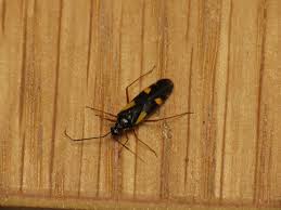 Attēlu rezultāti vaicājumam “Dryophilocoris flavoquadrimaculatus”