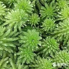 「粉綠狐尾藻」的圖片搜尋結果