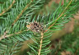 Attēlu rezultāti vaicājumam “Adelges laricis nymph”