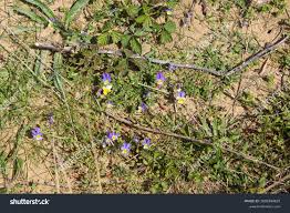 Attēlu rezultāti vaicājumam “Viola tricolor subsp. curtisii leaf”