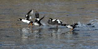 Attēlu rezultāti vaicājumam “Bucephala clangula juvenile”