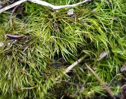 Attēlu rezultāti vaicājumam “Campylopus pyriformis”