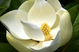 Attēlu rezultāti vaicājumam “Magnolia”