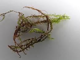 Attēlu rezultāti vaicājumam “Hygroamblystegium varium”