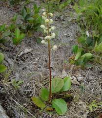 Attēlu rezultāti vaicājumam “Pyrola rotundifolia fruit”
