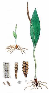 Attēlu rezultāti vaicājumam “Ophioglossum vulgatum”