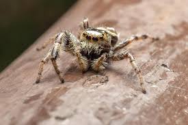 Attēlu rezultāti vaicājumam “Aelurillus v-insignitus”