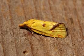 Attēlu rezultāti vaicājumam “Agapeta hamana”