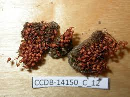 Attēlu rezultāti vaicājumam “Bryum moravicum”