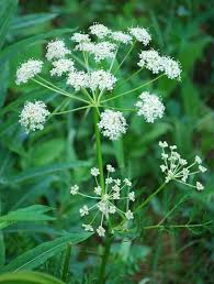 Attēlu rezultāti vaicājumam “Carum carvi leaf”