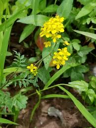 Attēlu rezultāti vaicājumam “Rorippa sylvestris leaf”