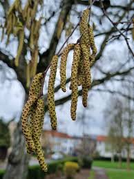 Attēlu rezultāti vaicājumam “Betula pubescens flower”