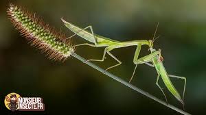 Attēlu rezultāti vaicājumam “Mantis religiosa”