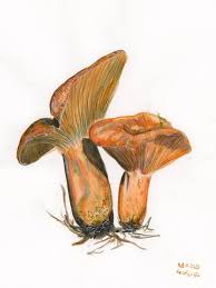 Attēlu rezultāti vaicājumam “Lactarius deliciosus”