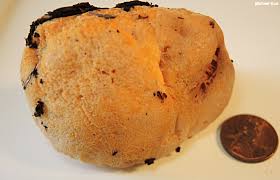 Attēlu rezultāti vaicājumam “Hapalopilus croceus”