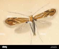 Attēlu rezultāti vaicājumam “Phyllonorycter sp.”