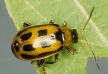 Attēlu rezultāti vaicājumam “Coleoptera”