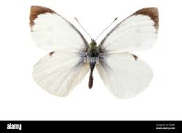 Attēlu rezultāti vaicājumam “Pieris brassicae male”