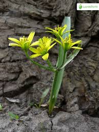 Attēlu rezultāti vaicājumam “Gagea lutea”