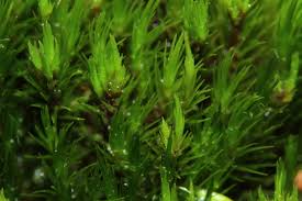 Attēlu rezultāti vaicājumam “Campylopus pyriformis”