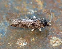 Attēlu rezultāti vaicājumam “Epinotia immundana”